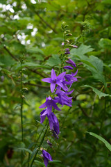 Violet bellflower on blurred background of green foliage. Summer garden.