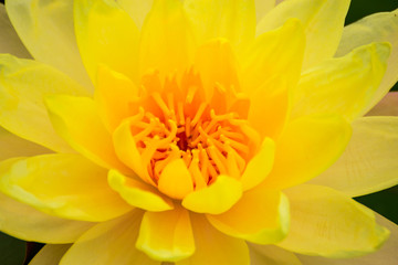 Yellow lotus flowers bloom