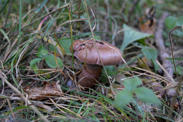 Mushroom grow in the forest. The beginning of autumn.
