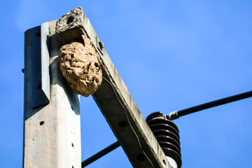 Wasps nest on top of the electric pole to avoid interference from other animals