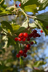 Ripe red berries of viburnum in the garden.