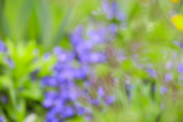 Obraz premium Beautiful flowers outdoors, blurred view