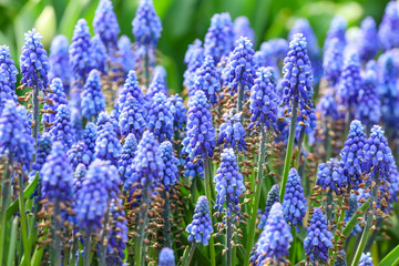 Beautiful flowers outdoors on spring day