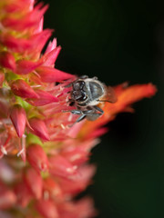 Macro Photo of Honey Bee Collecting Nectar from a Flower, Selective Focus