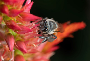 Macro Photo of Honey Bee Collecting Nectar from a Flower, Selective Focus