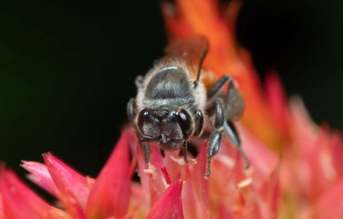Macro Photo of Honey Bee Collecting Nectar from a Flower, Selective Focus