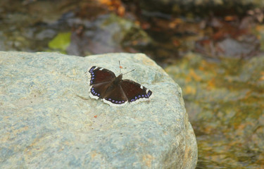 butterfly on the stone