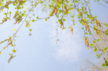 Spring a landscape green leaves against the background of the blue sky in May