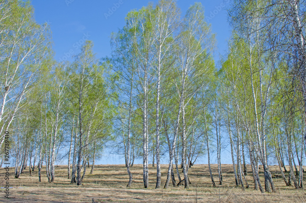 Wall mural spring a landscape the green wood in sibir in may