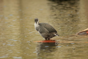 polluelo de tagua