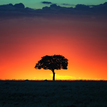 Acacia tree at sunset in the Masai Mara
