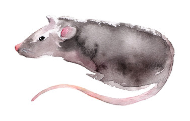 Wild rat. Mouse Chinese new year. Watercolor illustration.