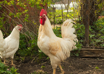 Handsome, proud, country rooster