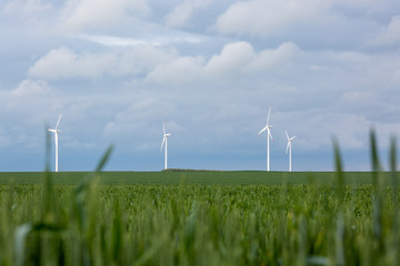 wind turbines in green field