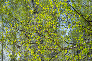 Spring a landscape green birch leaves on tree branches in May