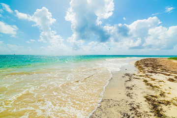 Pointe de la Saline beach in Guadeloupe