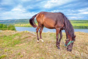brown domestic horse grazing on the river shore