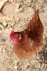Brown curious chicken on the farm walks Peeps funny hen meat breed