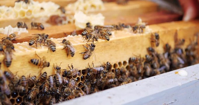 Frames of a bee hive. Beekeeper harvesting honey. Beekeeper Inspecting Bee Hive.