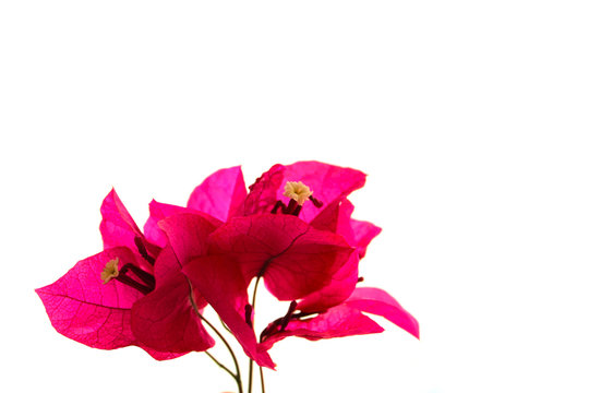 pink bougainvillea, isolated on white background