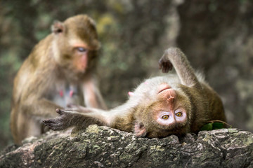Family of monkeys in the wild.