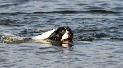 Swimming dog in the lake