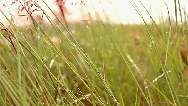 grass thatch on a beautiful morning