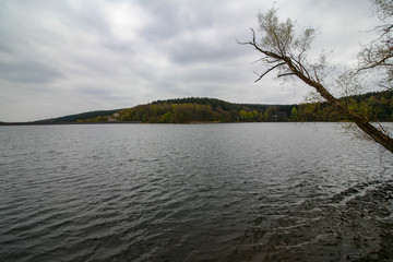 Out rising tree in a lake