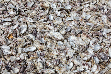 Thousands of empty shells of eaten oysters discarded on sea floor in Cancale, famous for oyster farms.  Brittany, France