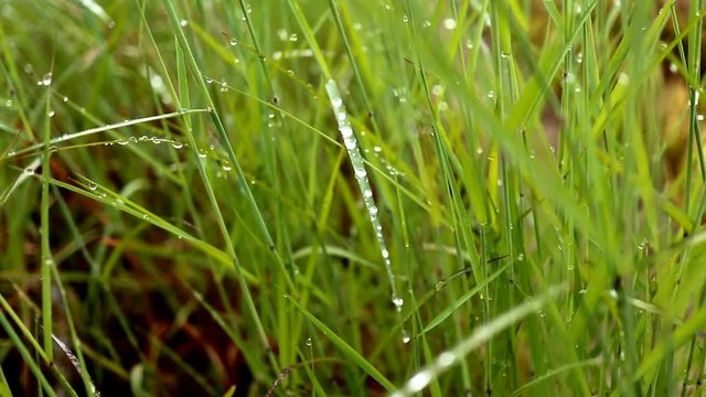 grass thatch on a beautiful morning