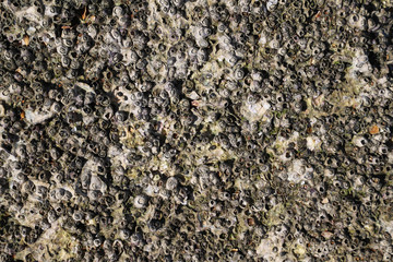 Closeup of barnacles attached on ancient iron rock surface on island. The nature of earth. 