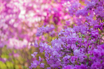 Obraz premium pink flowers in the garden