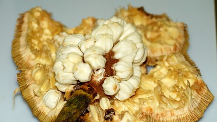 Tarap or Terap (Species: Artocarpus odoratissimus) is a fruit native to Borneo. Also known as Timadang, marang and madang in local language with white background.