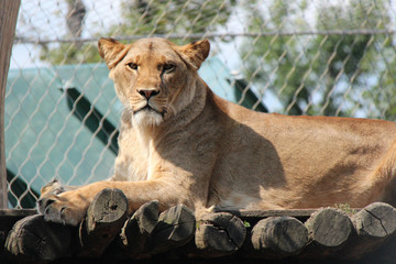 Obraz premium lioness 