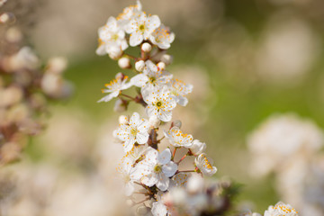 A blooming branch of apple tree in spring