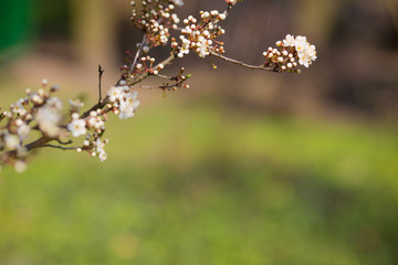 Beautiful blooming of apple trees