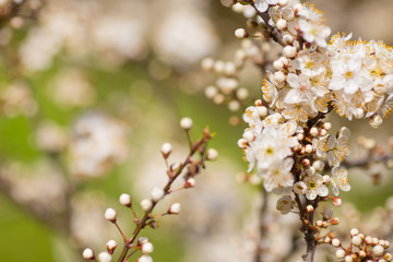 Beautiful blooming of apple trees