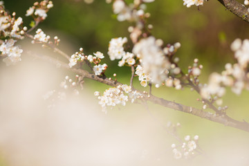 Blossoming tree in spring