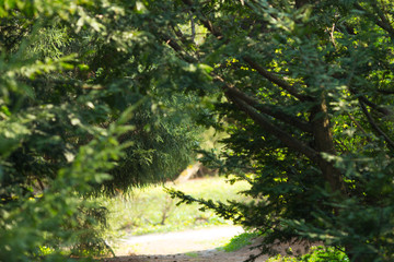 Macro branch of spruce on a green background.