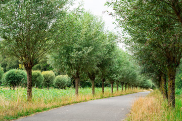 Obraz premium willows along hiking path in National Park Biesbosch, Merwelanden, Dordrecht, The Netherlands_