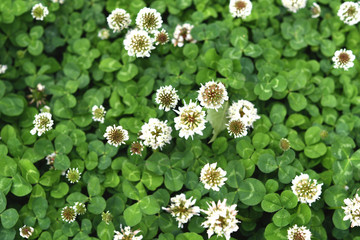 クローバーの花