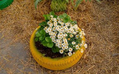 Colorful painting on the unused rubber wheel tires and using as the flower pots for flower planting