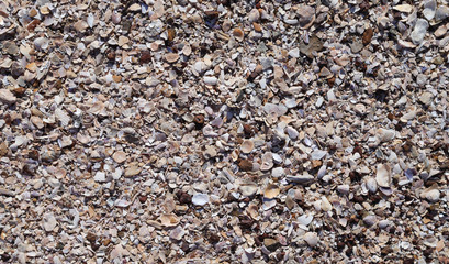Closeup of seashells on the beach under sunlight. The natural art background and template. 