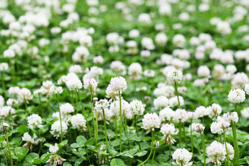 クローバーの花