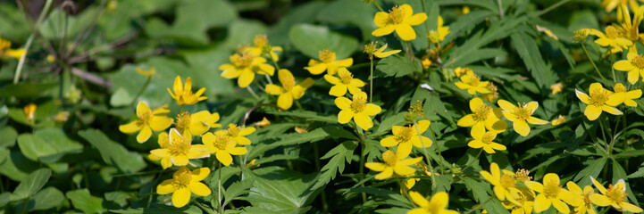 Obraz na płótnie Canvas many small yellow flowers in the forest, spring forest flowers on the background of green leaves