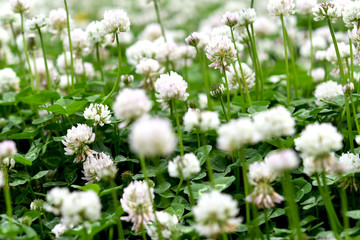 クローバーの花