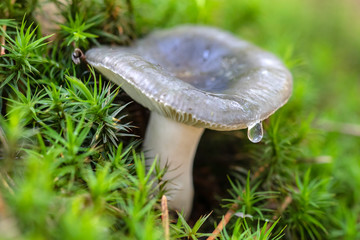 Fototapeta premium close-up view of edible mushroom with dew drop in forest