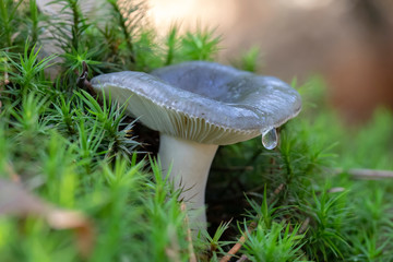 close-up view of edible mushroom with dew drop in forest