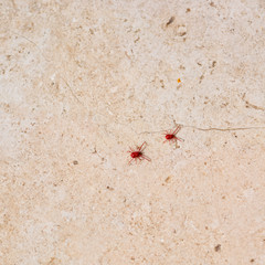 Red spider-mite with long legs. It wakes up in the spring when the sun warms the soil