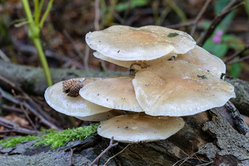 close-up view of mushrooms growing on log in forest